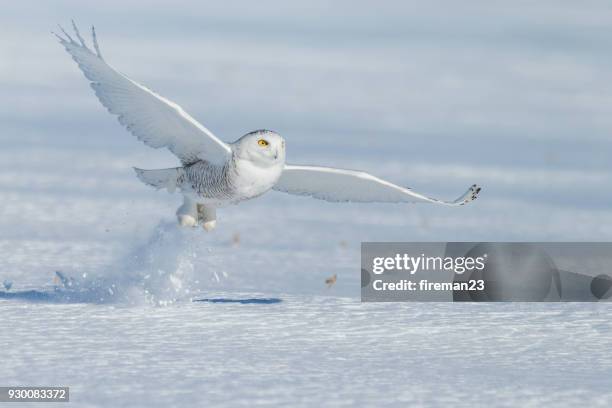 snowy owl taking off in the snow, montreal, quebec, canada - búho nival fotografías e imágenes de stock