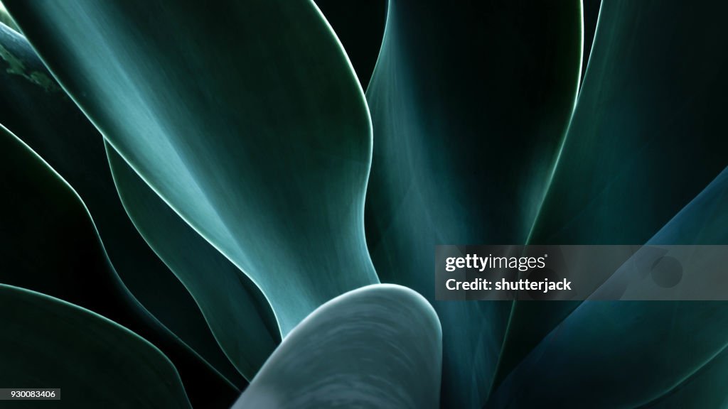Close-up of an agave plant, America, USA
