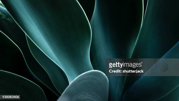 close-up of an agave plant, america, usa - macro stockfoto's en -beelden