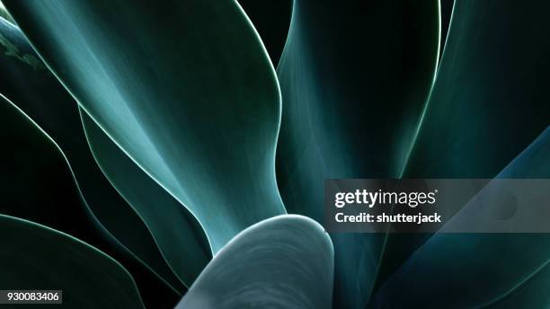 close-up of an agave plant, america, usa - leaves print abstract stock pictures, royalty-free photos & images