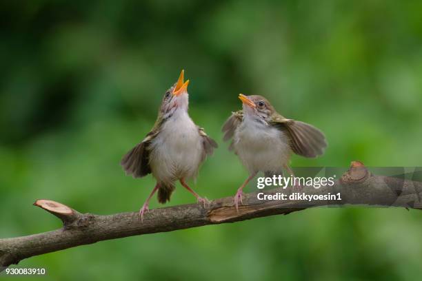 two bar-winged prinia birds on a branch, banten, indonesia - bird singing fotografías e imágenes de stock