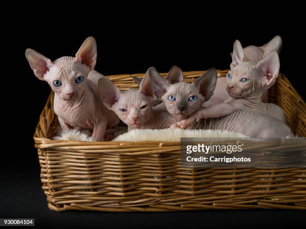 six sphynx kittens in a cat bed - sphynx hairless cat imagens e fotografias de stock
