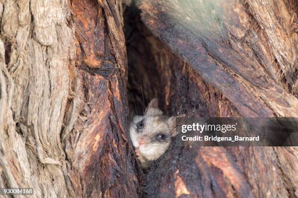 Tree Rats Atl 362 Tree Rats Stock Photos, High-Res Pictures, and Images - Getty Images