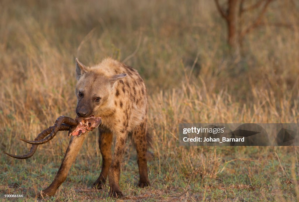 Hyena carrying animal horns in its mouth, South Africa