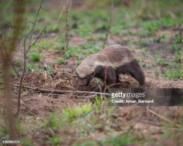 honey badger hunting, south africa - honey badger stock pictures, royalty-free photos & images