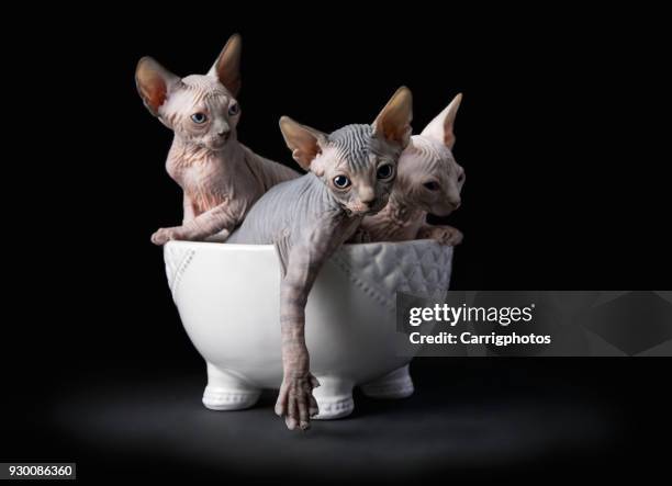 three sphynx kittens in a bowl - sphynx hairless cat stock pictures, royalty-free photos & images