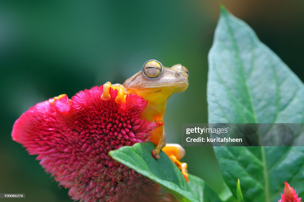Harlequin tree frog on a flower, Indonesia