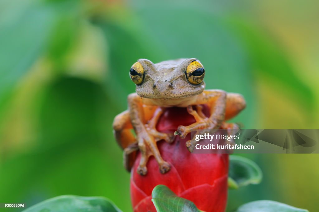 Harlequin tree frog on a flower, Indonesia