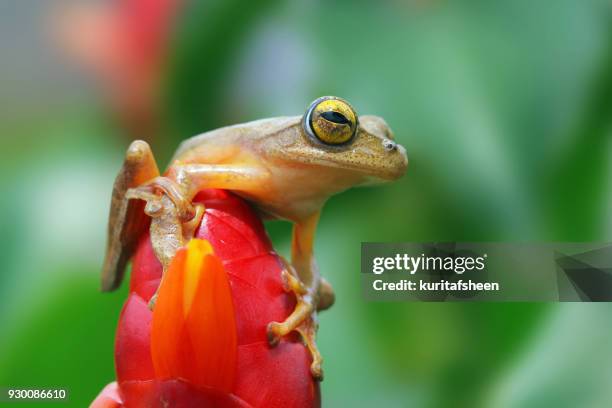 harlequin tree frog on a flower, indonesia - harlequin flying tree frog stock pictures, royalty-free photos & images