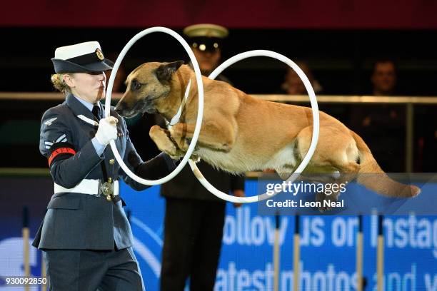 Royal Air Force Police dog "Tornado" leaps through hoops on day three of the Cruft's dog show at the NEC Arena on March 10, 2018 in Birmingham,...