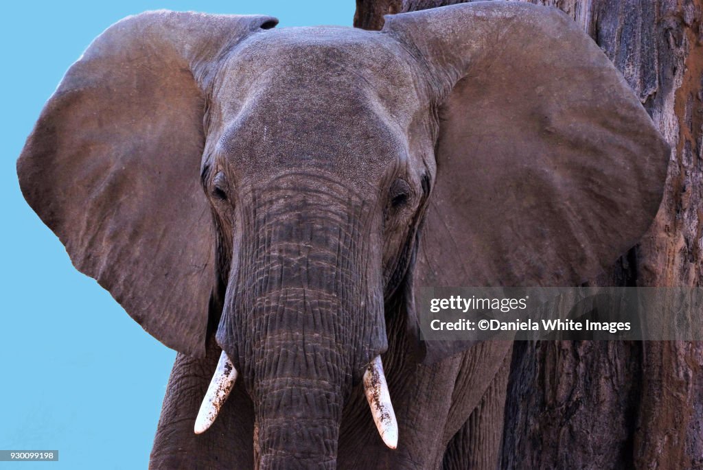 African Elephant