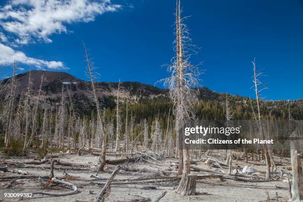 Dead trees around Horseshoe Lake. Higher than normal concentrations of CO2 are responsible for killing approx. 120 acres of trees next to Horseshoe...