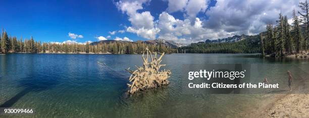 Dead trees around Horseshoe Lake. Higher than normal concentrations of CO2 are responsible for killing approx. 120 acres of trees next to Horseshoe...