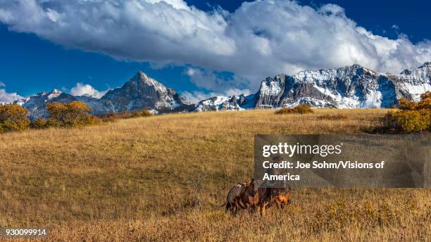 Older Cowboy, Howard Linscott , leads packhorse across historic Last Dollar Ranch on Hastings Mesa, SW Colorado, San Juan Mountains.