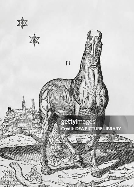 Horse muscle anatomy, illustration for Anatomia del cavallo, infermita, et suoi rimedii, by Carlo Ruini , engraving, published by Giovanni Rossi...