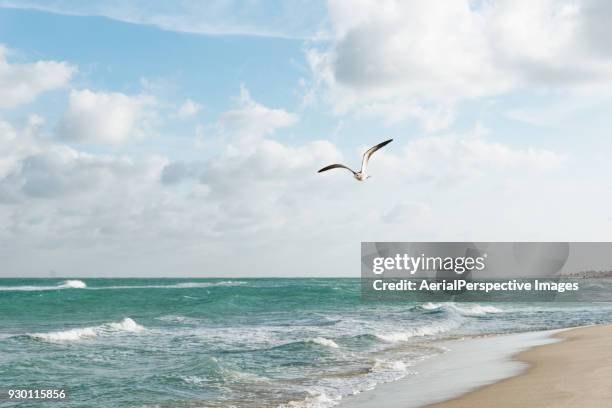 seagull flying over surf - beach bird's eye perspective stock pictures, royalty-free photos & images