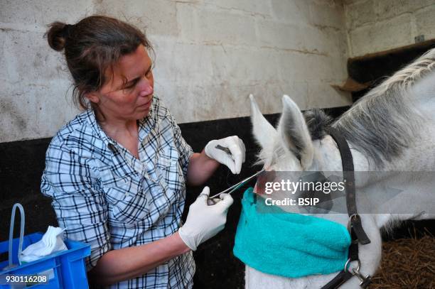 Traveling vet, Ham in the Somme area of France, Every day she travels the countryside to owners homes to care for animals, Treating a wounded horse.