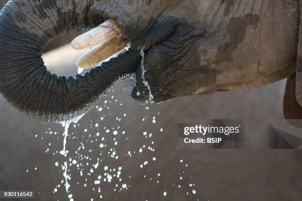 Madikwe Game Reserve. African Elephant, Loxodonta africana, drinking. South Africa.