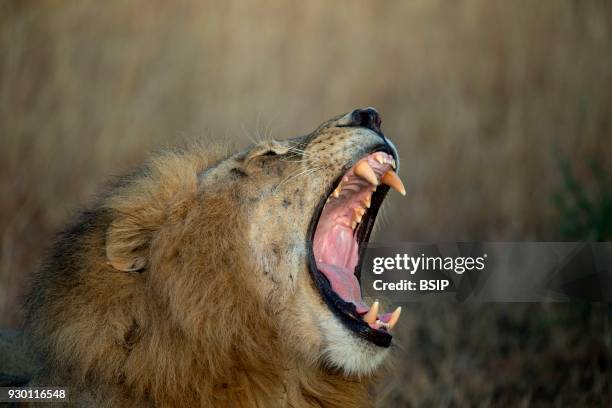 Serengeti National Park. Lion yawning, Panthera leo, Tanzania.