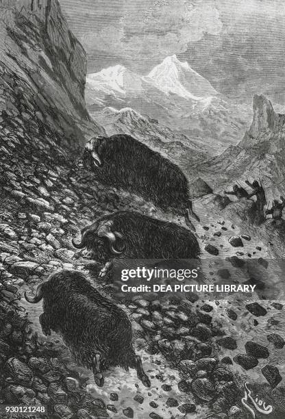 The musk oxen, woodcut by Edouard Riou from In mezzo ai ghiacci, Viaggi celebri al Polo Nord di Sir John Franklin, Kane, Mac Clintock, Hayes, Hall,...