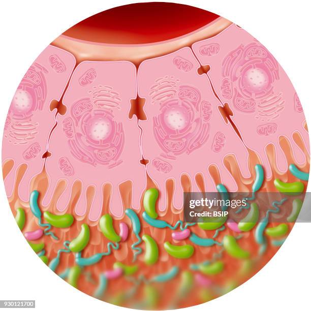 Illustration of intestinal flora upon contact with the intestineÕs epithelial cells. Intestinal flora consists of good bacteria which facilitate...