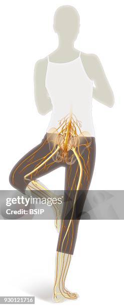 Illustration of the sciatic nerve shown in the lower limb nervous system in a woman in a yoga pose. It starts at the top of the sacral plexus. It...