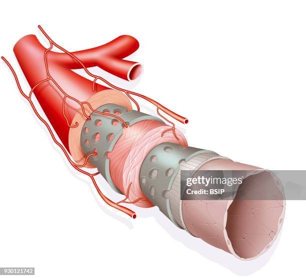 Illustration of an sheath in a medium caliber artery. From outside to inside: -the tunica external or adventitia -the tunica media -the tunica intima...