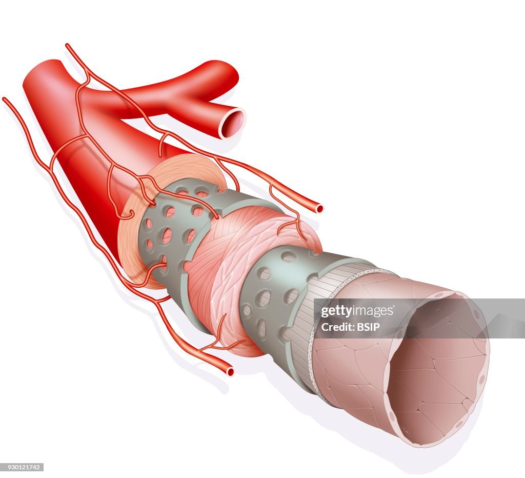 Artery, Drawing