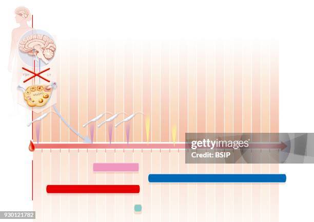 Illustration of ovarian stimulation in the form of a chart of the first hormonal menstrual cycle during IVF. The red strip represents the time period...