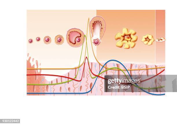 Illustration of the menstrual cycle over 28 days without fertilization after ovulation. From top to bottom, Illustration of the ovarian cycle, Graph...