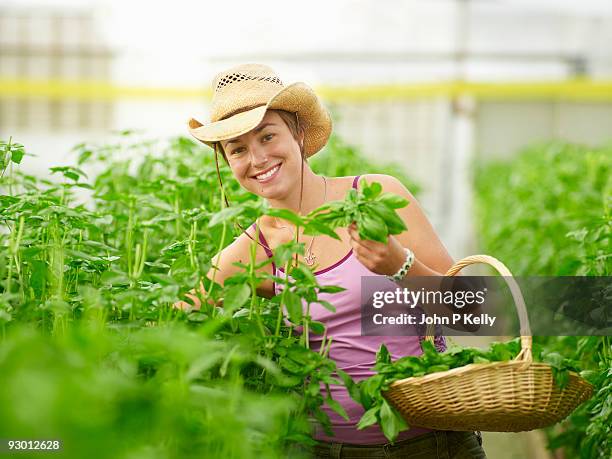 young woman harvesting basil in greenhouse - harvesting herbs stock pictures, royalty-free photos & images