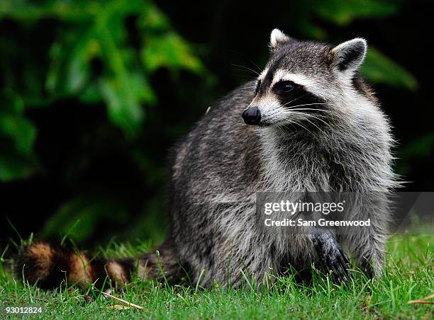 Racoon watches is seen on the course during the first round of the Children's Miracle Network Classic at the Disney Palm and Magnolia courses on...