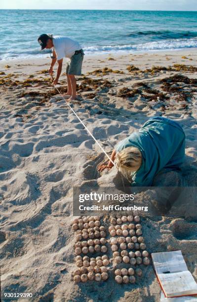 Florida, Miami Beach, South Beach, Atlantic Shore conservationists collect sea turtle eggs from nest public beach.