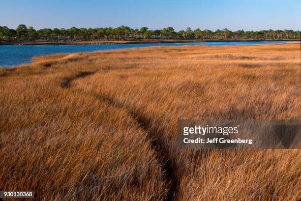 Florida, Gulf Coast, St. George Island State Park coastal marsh along Apalachicola Bay.