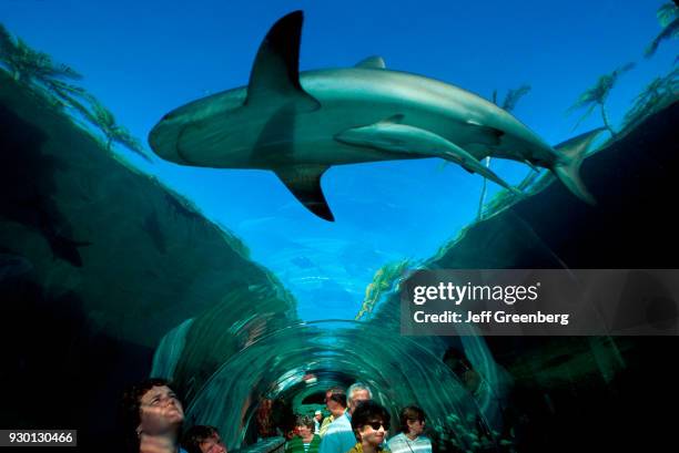 Bahamas, Nassau, Atlantis Resort, Predator Lagoon, underwater tunnel with Shark.