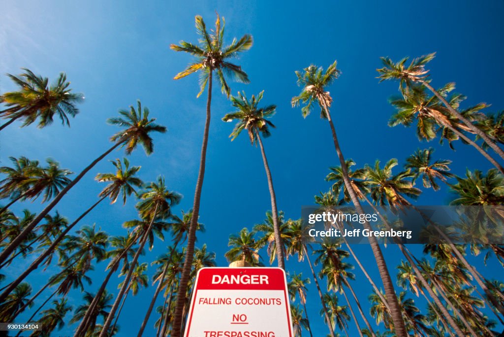 Kapuaiwa Grove planted by King Kamehameha V in 1860s. Danger Falling Coconuts sign. Molokai, Hawaii.