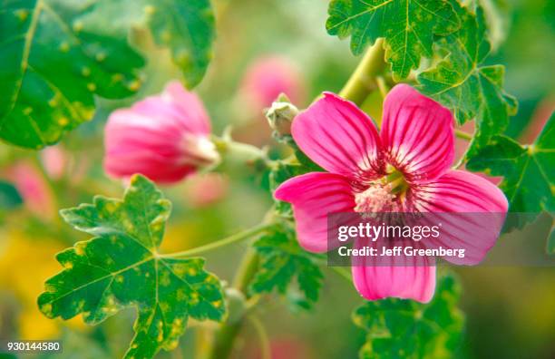 Mallow Tree Intea 306 Tree Mallow Stock Photos, High-Res Pictures, and Images - Getty Images