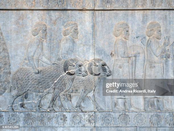 persian empire bas relief, persepolis, iran - persian stock pictures, royalty-free photos & images