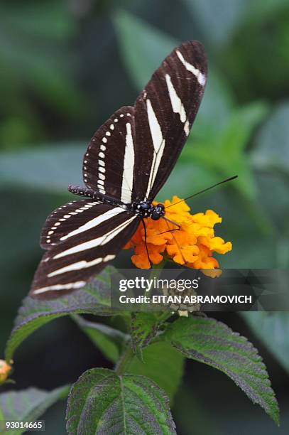 Butterfly alights on a flower at Bogota�s botanic garden on November 12, 2009. Bogota�s botanic garden inaugurated this Thursday a butterfly...