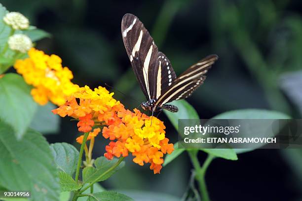 Butterfly alights on a flower at Bogota�s botanic garden on November 12, 2009. Bogota�s botanic garden inaugurated this Thursday a butterfly...