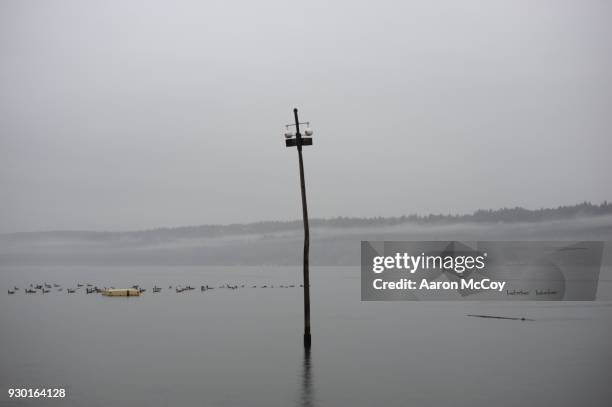 birds on the sound - insel vashon island stock-fotos und bilder