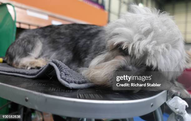 Dandie Dinmont Terrier sleeps at the Crufts dog show at the NEC Arena on March 8, 2018 in Birmingham, England. The annual four-day event sees around...