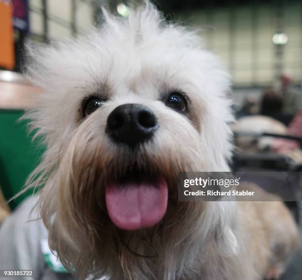 Dandie Dinmont Terrier is groomed at the Crufts dog show at the NEC Arena on March 8, 2018 in Birmingham, England. The annual four-day event sees...