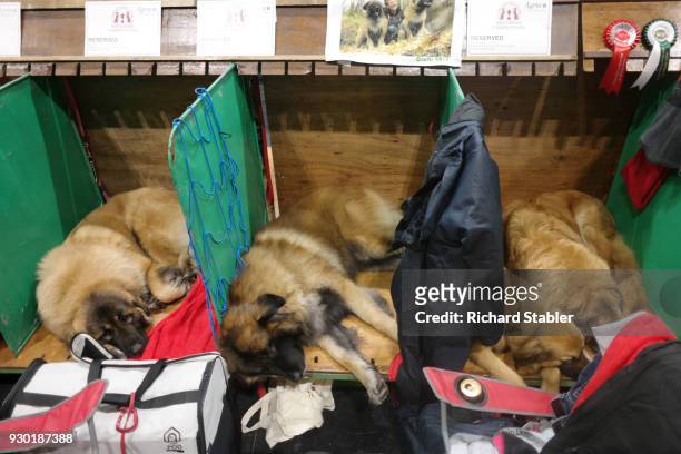 Three Leonberger Dogs rest at the Crufts dog show at the NEC Arena on March 8, 2018 in Birmingham, England. The annual four-day event sees around...
