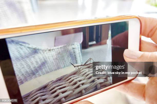 taking a picture of a wild stick insect (phasmatodea) crawling on the back of some garden furniture. - phone in back pocket stock pictures, royalty-free photos & images