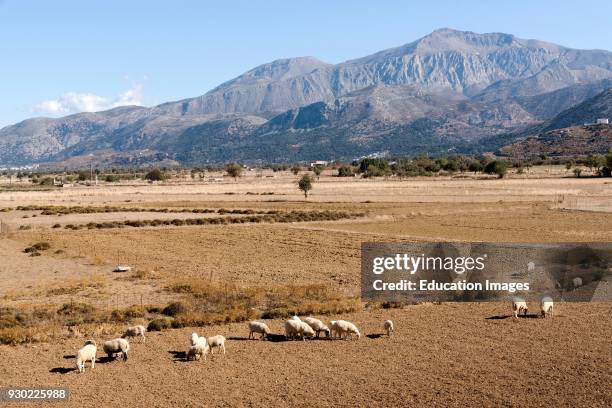 Sheep grazing on the Lasithi plateau. Crete Greece.