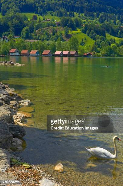 Buhl, Lake Buhl, Alpsee lake, Allgau, Bavaria, Germany, Europe .