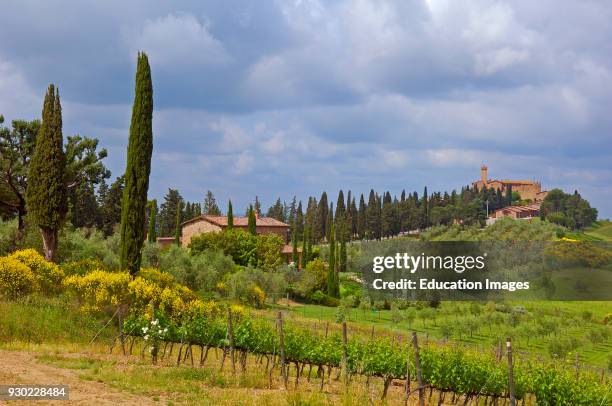 Montalcino. Vineyards. Castello Banfi Vineyards. Val d'Orcia. Orcia Valley. UNESCO World Heritage Site. Siena Province. Tuscany. Tuscany landscape....