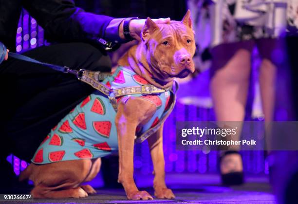 General view of atmosphere at the James Paw 007 Ties & Tails Gala at the Four Seasons Westlake Village on March 10, 2018 in Westlake Village,...