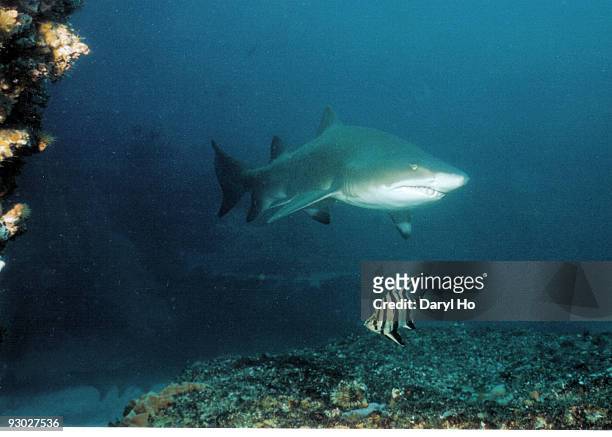 australian marine life grey nurse shark seal  - sand tiger shark stock pictures, royalty-free photos & images
